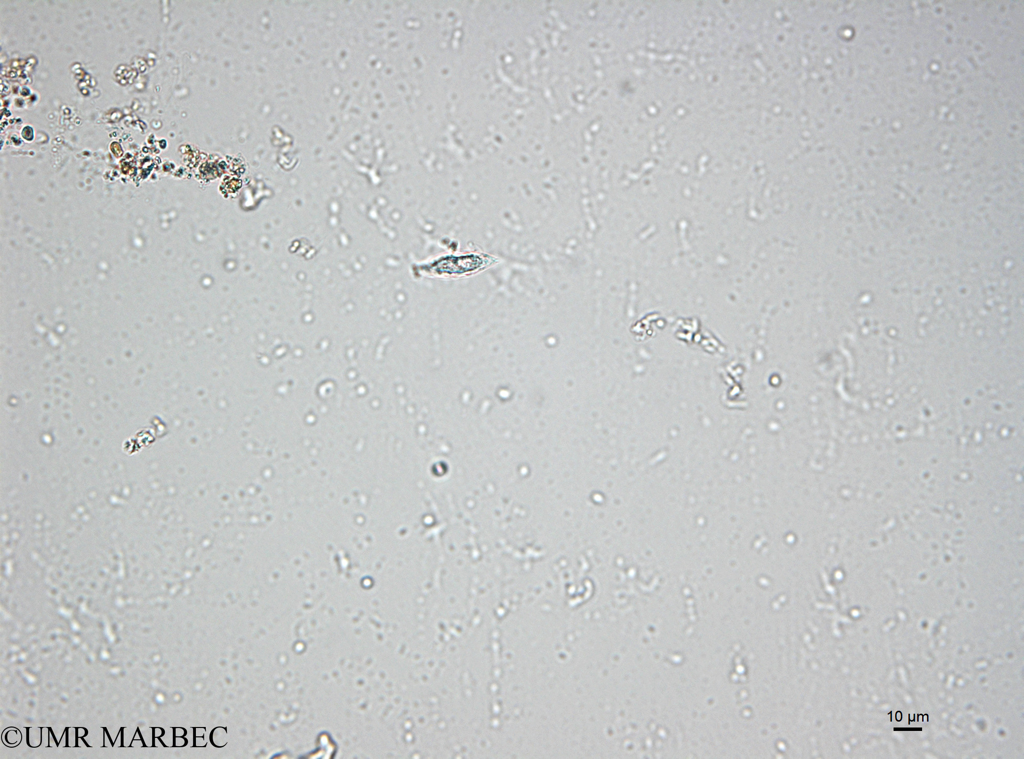 phyto/Bizerte/bizerte_lagoon/RISCO April 2014/Lessardia elongata (ancien Gyrodinium sp3 -ancien G. spirale 150407_001_ovl-3).tif(copy).jpg